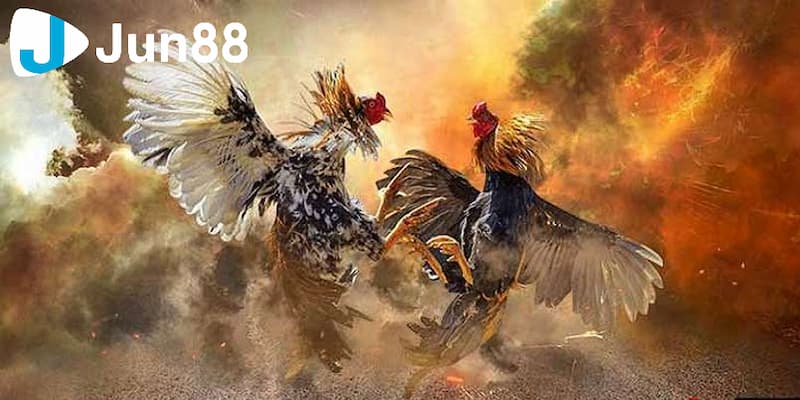 Cách đá gà mạng luôn thắng từ các chuyên gia uy tín 3 Hướng dẫn chuẩn xác chi tiết cách đá gà mạng luôn thắng