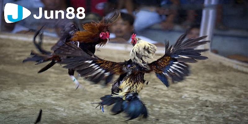 Đá gà trực tiếp c1 là gì?
