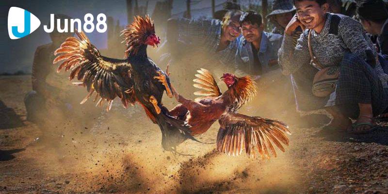 Đá Gà Cựa Sắt - Trò Chơi Cá Cược Giải Trí, Đầy Hấp Dẫn 2 Đá gà cựa sắt