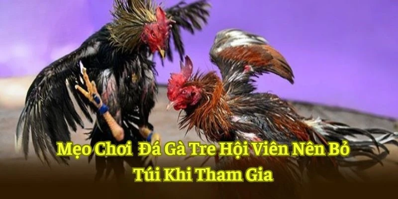 Đá gà tre - Hình thức giải trí quy tụ chiến kê hàng đầu 4 Bí kíp cược chọi gà từ cao thủ lão luyện