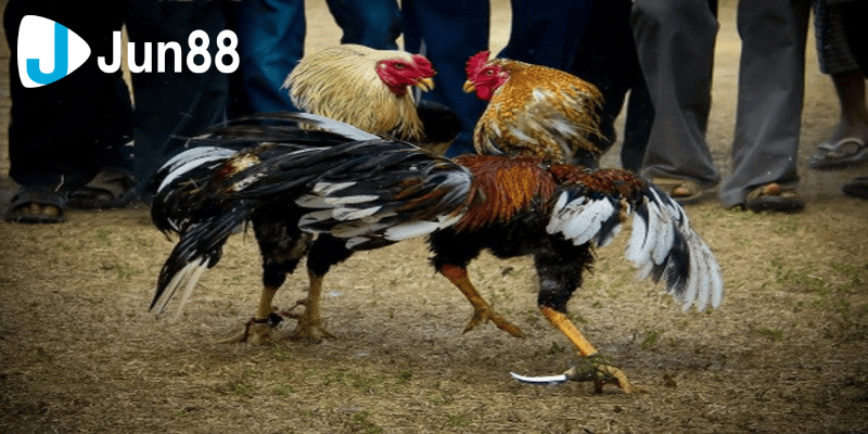 Đá gà 88 mang đến trải nghiệm đỉnh cao cho người tham gia