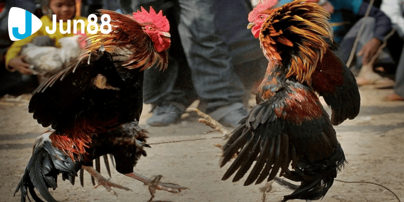 Đá gà 88 là lựa chọn vô cùng hợp lý cho người yêu đá gà